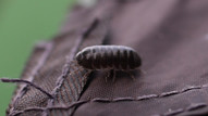 Porcellio Scaber