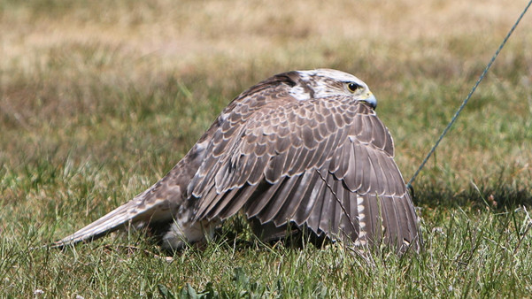 Saker Falke