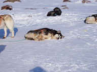 Greenland_Dogs