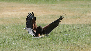 Wüstenbussard