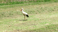 Storch