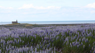 Lupine