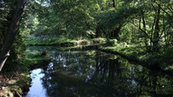 tief im Spreewald