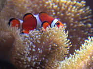 Nemo