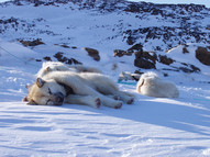 Greenland_Dogs