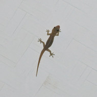 Asiatischer Hausgecko