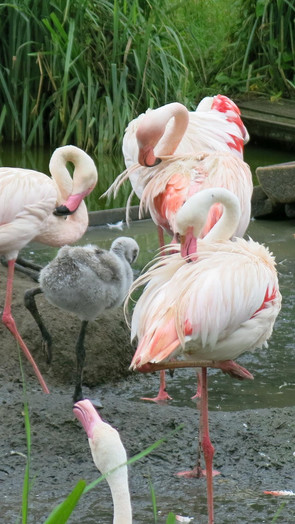 mini Flamingo