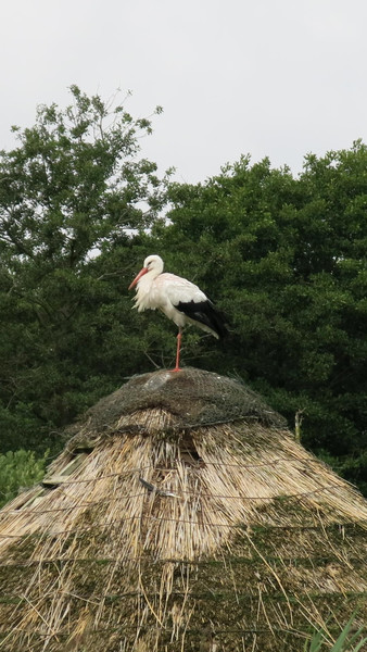 Storch aufm Dach