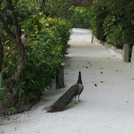 Pfau