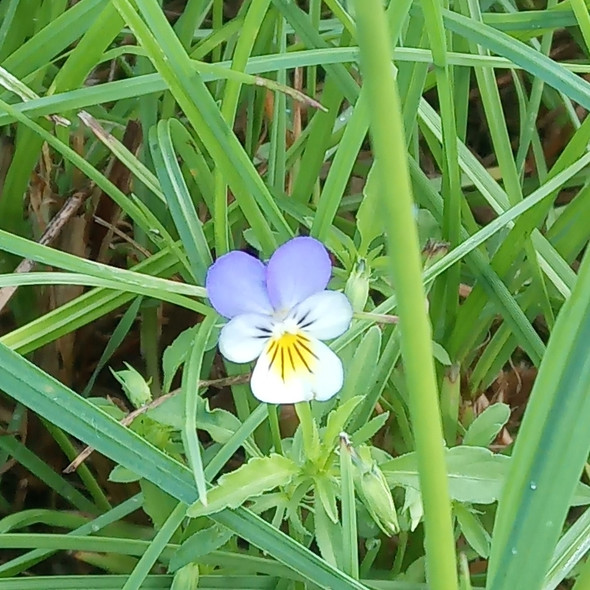 und Camping auf der Blumenacker