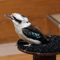 Kookaburra