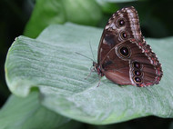 Schmetterling