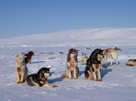 Greenland_Dogs