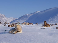 Greenland_Dogs