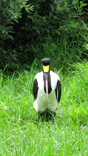 Sattel-Storch