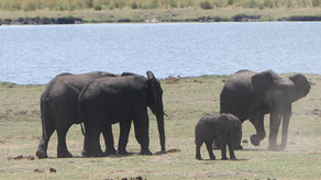 Baby Elefant