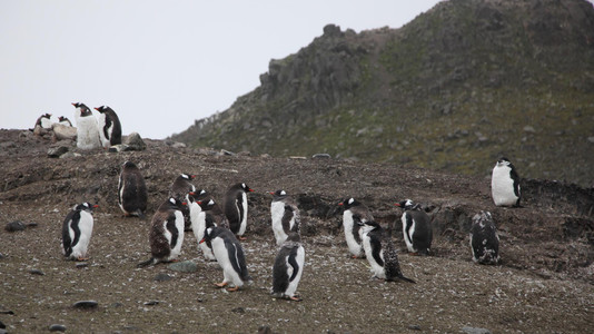 Der letzte Kontinent wurde zwischen Pinguinen betreten.