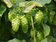 Hopfen