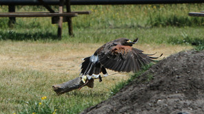 Wüstenbussard