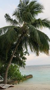 unsere Palme am Strand