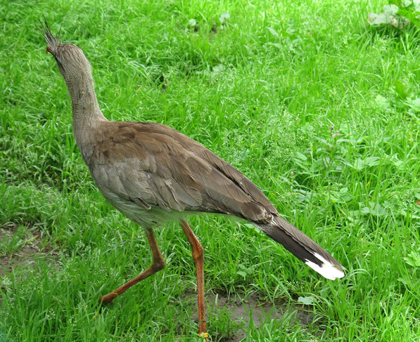 Ein „nee, Dich guck ich nicht an“ Vogel!