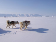 Greenland_Dogs