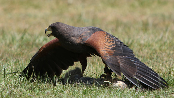 Wüstenbussard