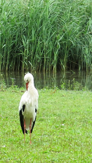 Storch