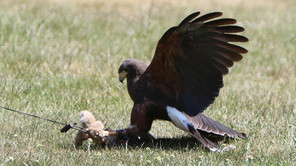 Wüstenbussard