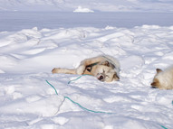 Greenland_Dogs