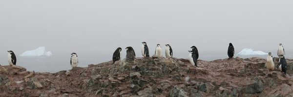 Pinguine im Schnee